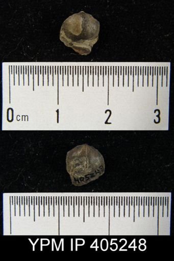 undet. Brachiopoda