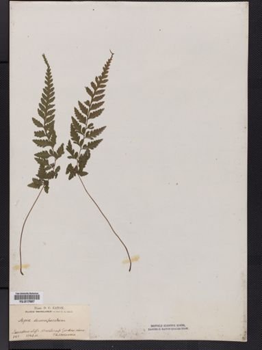 Dryopteris