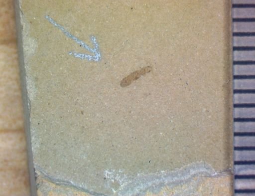 undet. Hexapoda