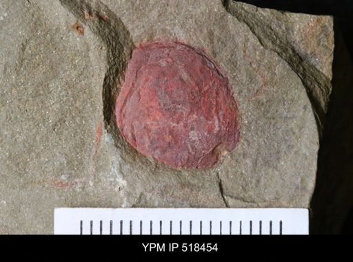 Chelicerata