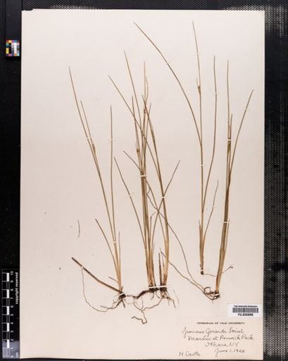 Juncus gerardii