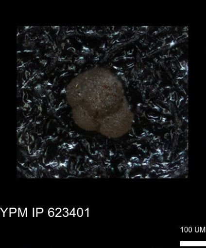 undet. Foraminiferida