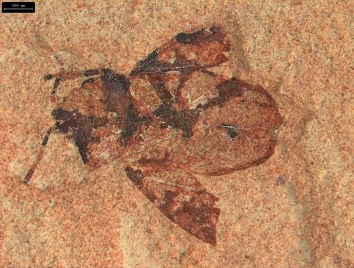 undet. Heteroptera