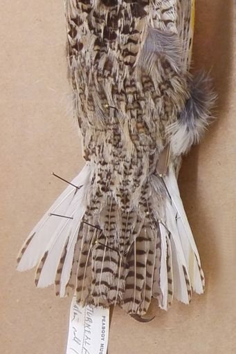 Sturnella neglecta