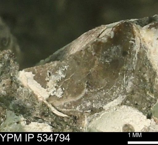 Protocardia subquadrata