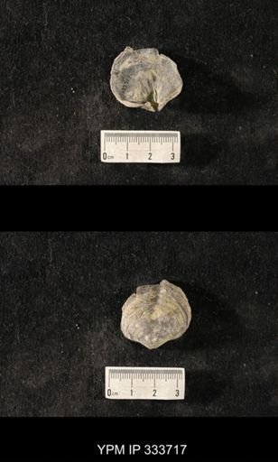 Athyris sp.