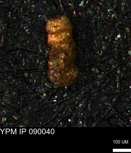 Ammobaculites subcretaceus
