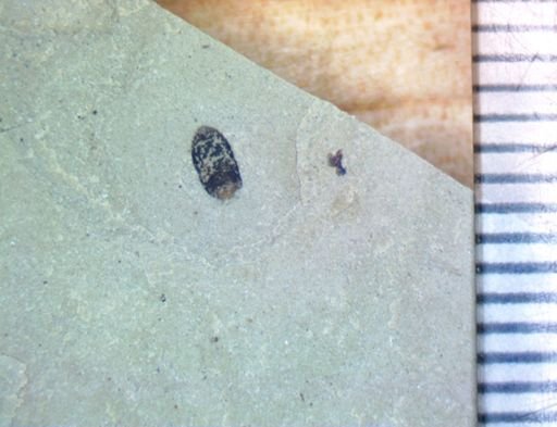 undet. Coleoptera