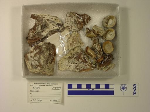 undet. Actinopterygii