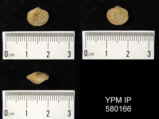 Athyris fultonensis?
