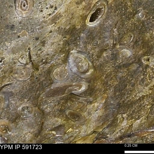 Serpulidae