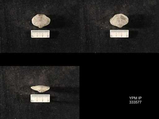 Athyris sp.