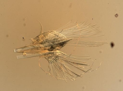 Lagisca impatiens