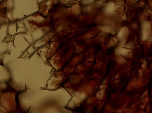Isodictya deichmannae