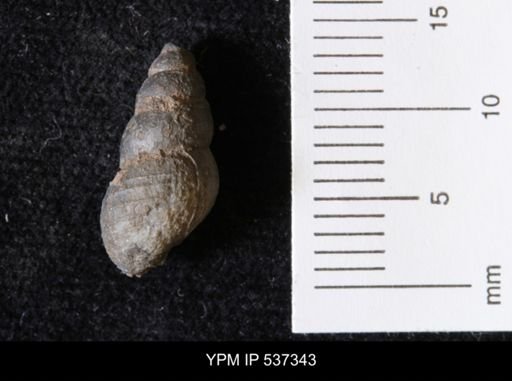 Goniobasis ortmanni