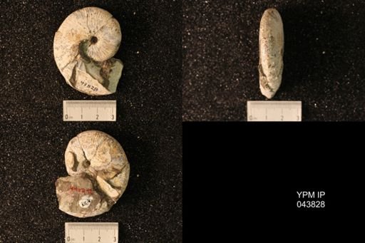 Hoploscaphites nicolletii