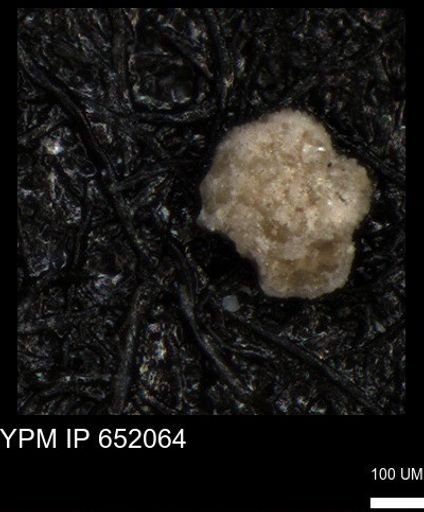 undet. Rugoglobigerinidae