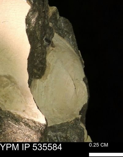 Protocardia subquadrata