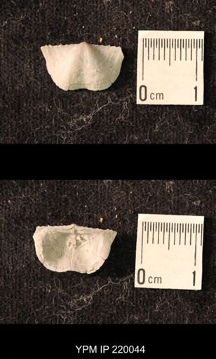 Chonetina flemingi alata
