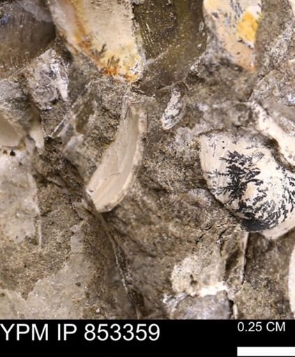 Limopsis striatopunctatus