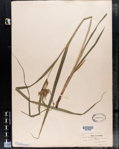 Carex comosa