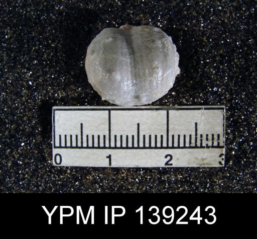 Marginifera sp.