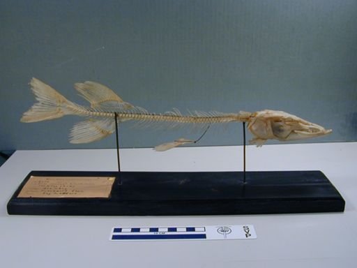 Esox lucius
