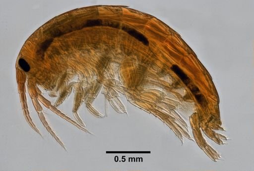 Ptilohyale plumulosus