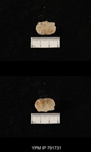 undet. Brachiopoda