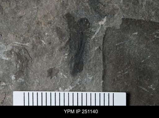 Cooksonia sp.