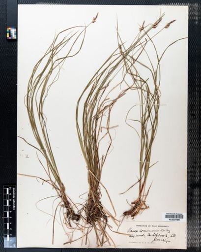 Carex communis