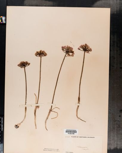 Allium