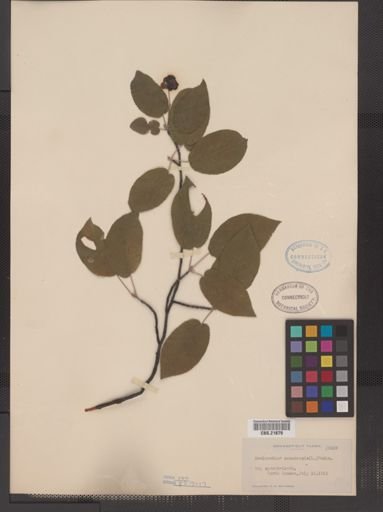Amelanchier arborea