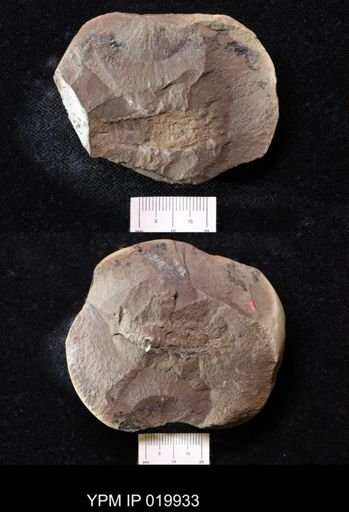 Pygocephalus gracilis