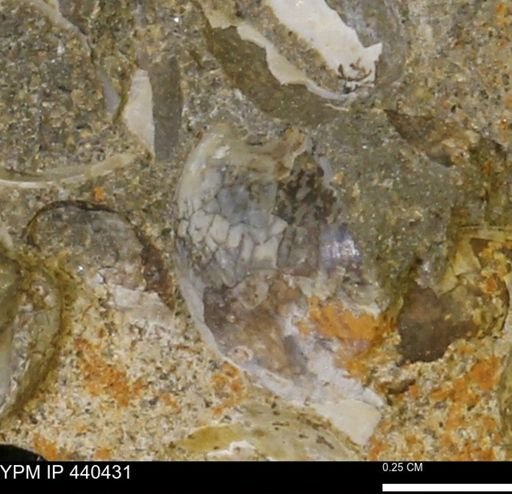 Protocardia subquadrata