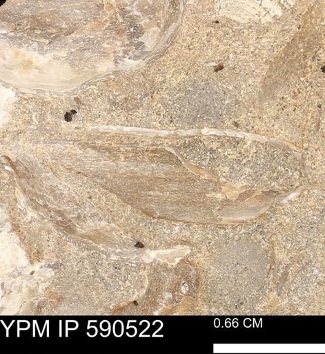 Ostreacea