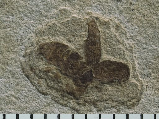 undet. Coleoptera