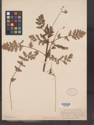Erodium cicutarium