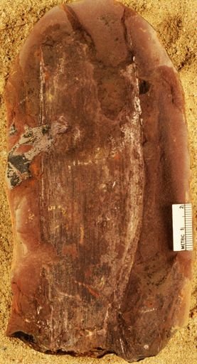 Calamites sp.