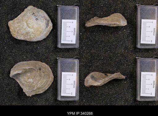 Gryphaea navia