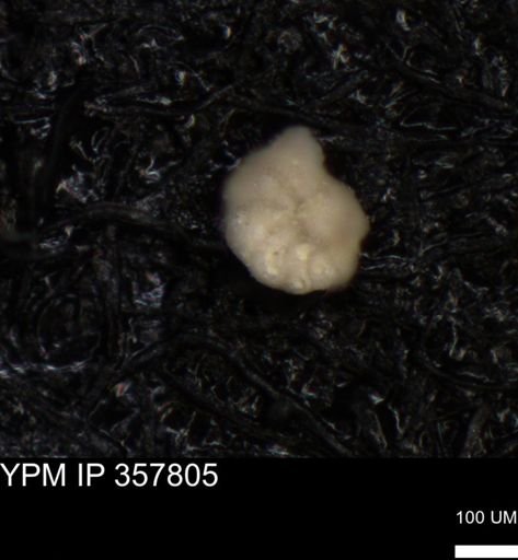 undet. Foraminiferida