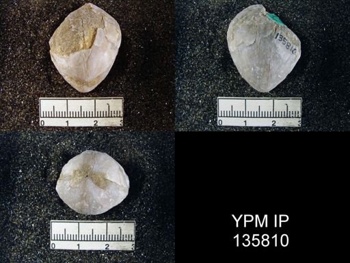 Spirigerella grandis