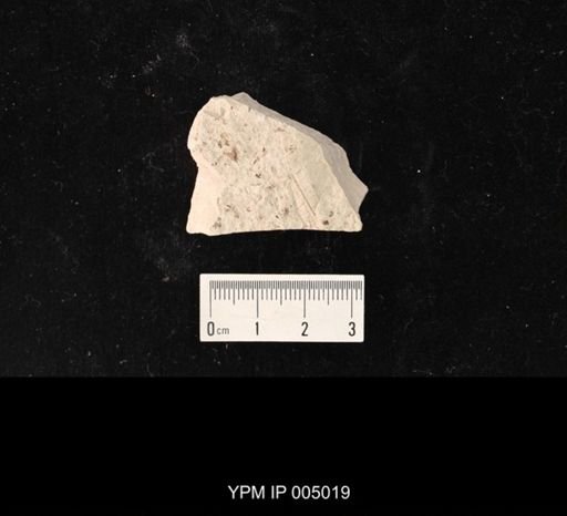 Megatypidae