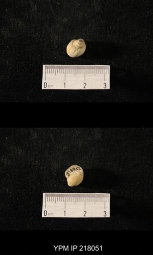 Sphaerodoma sp.