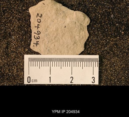 Palaeomantis minutum