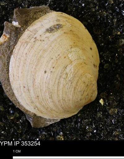 Limopsis striatopunctatus