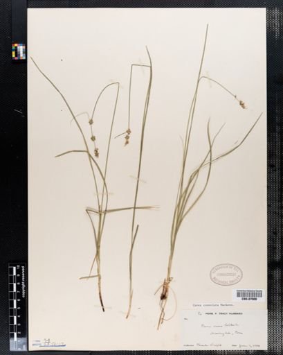 Carex convoluta