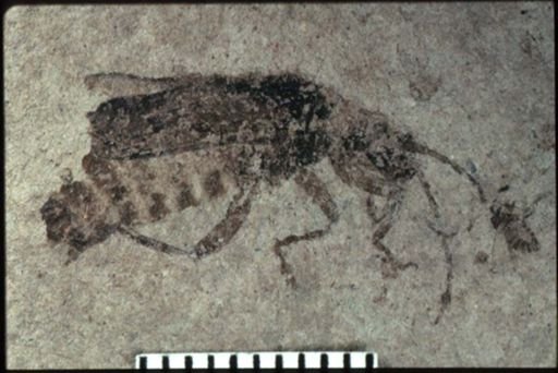 Podabrus wheeleri