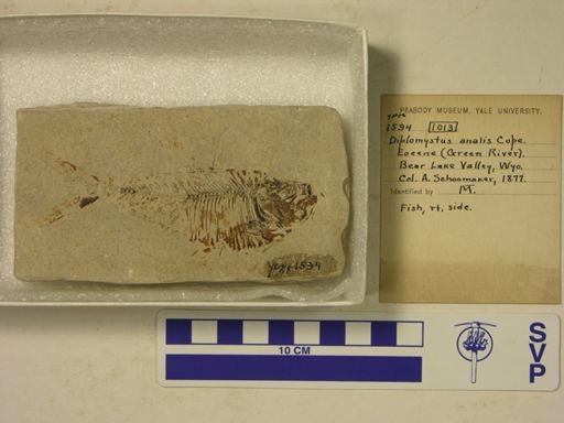 Diplomystus analis