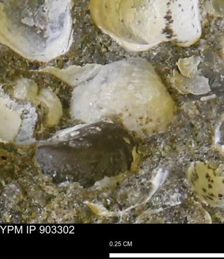 Corbulamella sp.